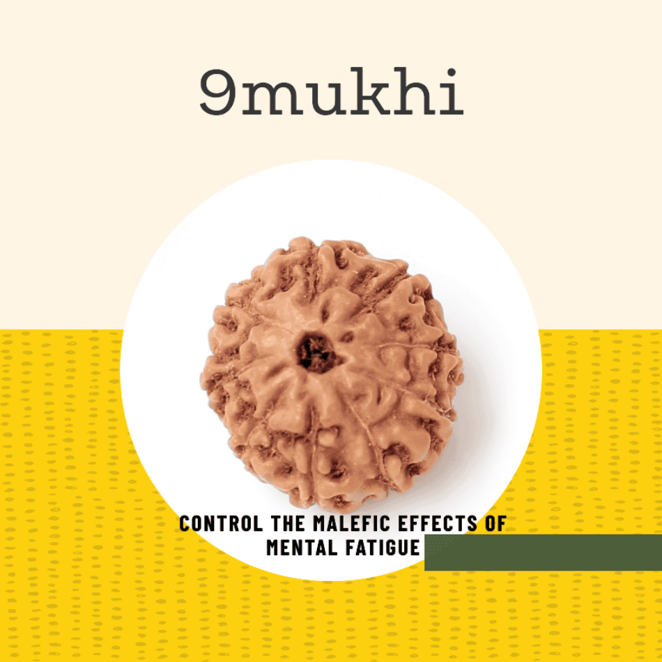 9 Mukhi Rudraksha | About nine face rudraksha - Power of 9 Mukhi Rudraksha: The Ultimate Guide